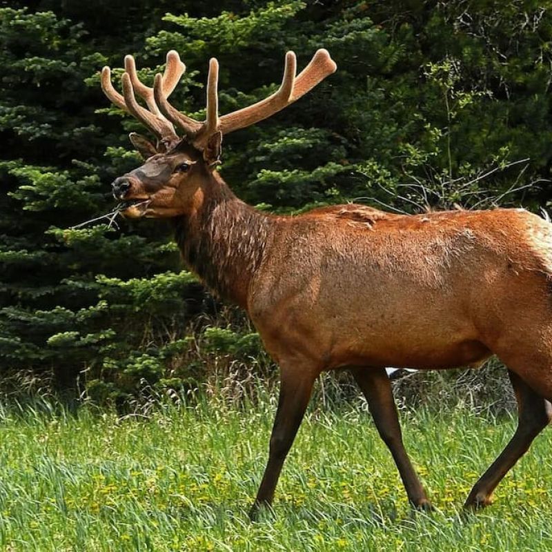 Bull elk with velvet antlers walking through a grassy meadow at the forest edge