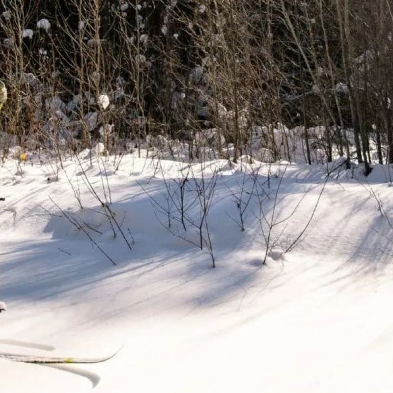 Cross-country skier in green jacket gliding through a snowy forest trail
