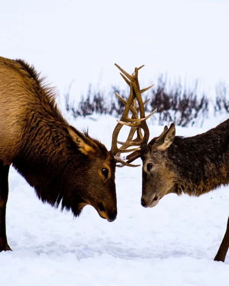 Two bull elk facing each other with antlers locked in winter snow