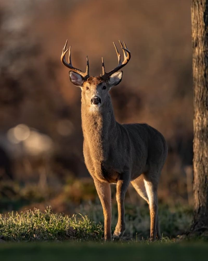 White-tailed buck with large antlers standing in golden evening light