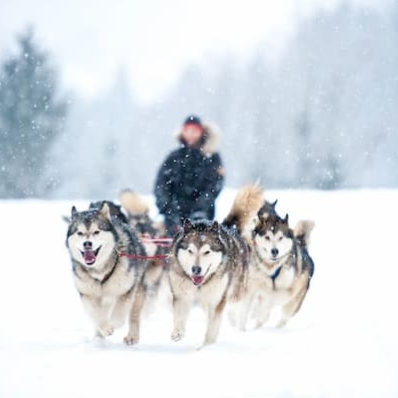 Husky dog sled team running through falling snow