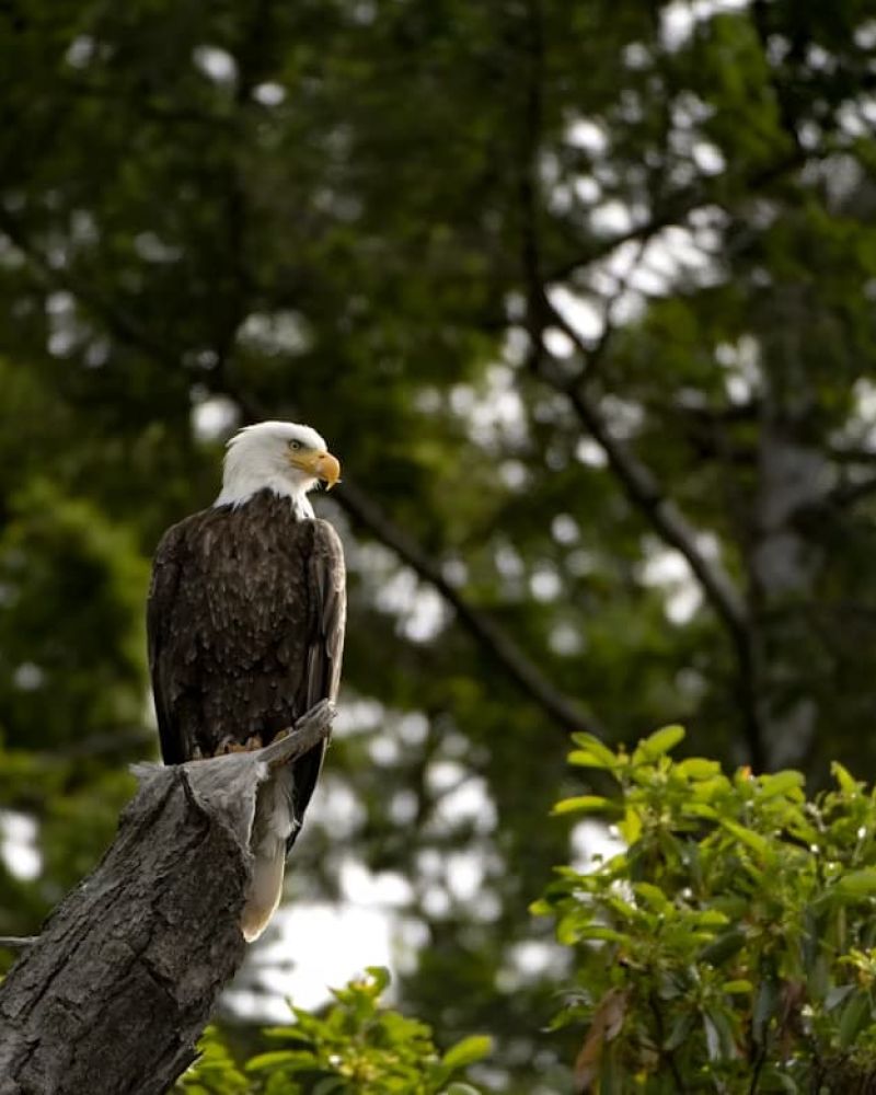 Bald eagle perched on a broken tree limb among green foliage