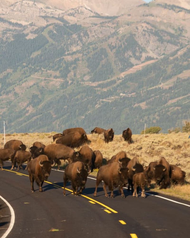 Herd of bison crossing a mountain road with forested ridges behind