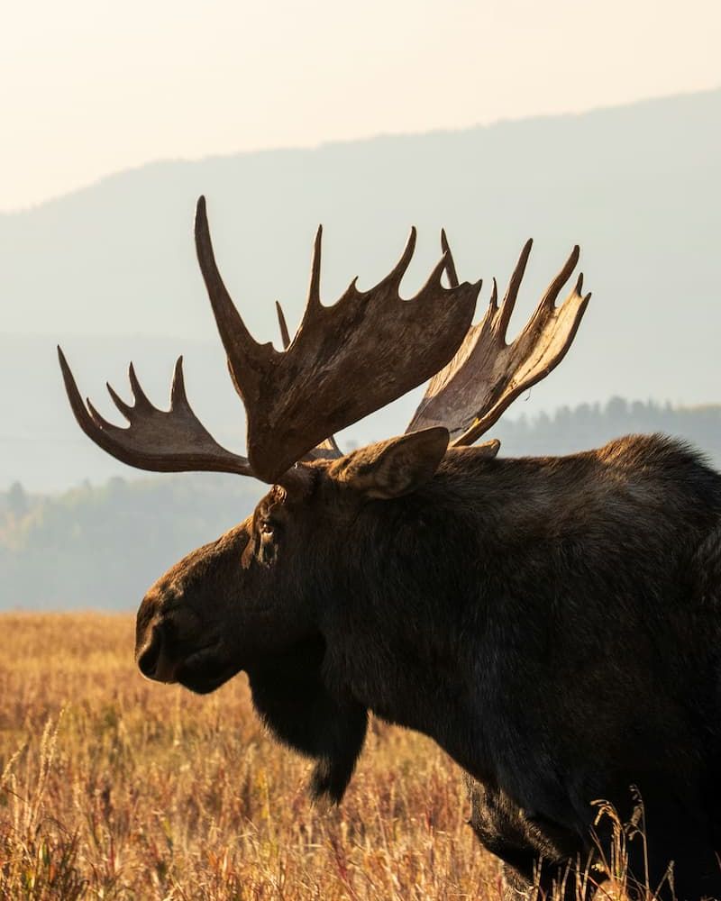 Bull moose with broad antlers standing in golden grassland at sunset