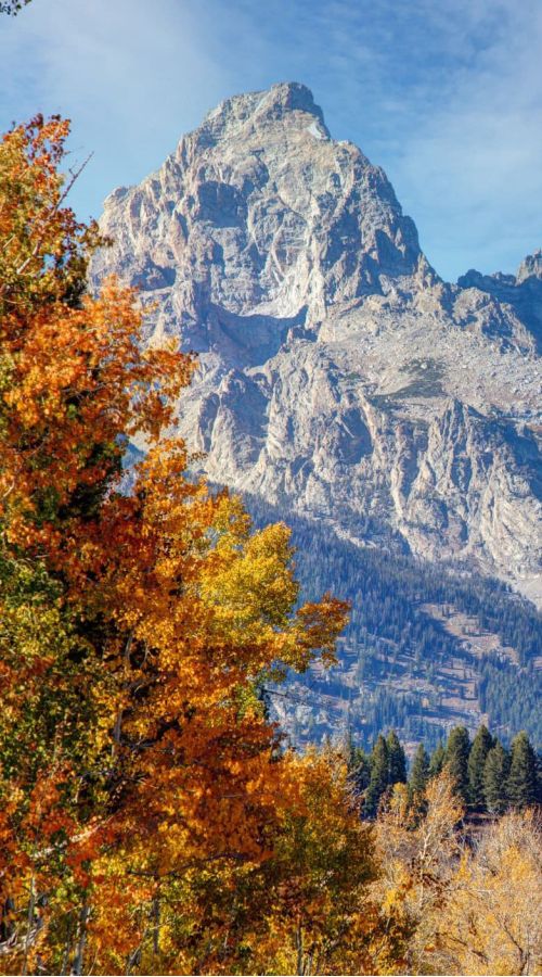 Grand Teton peak rising above golden autumn aspen trees in Jackson Hole, Wyoming
