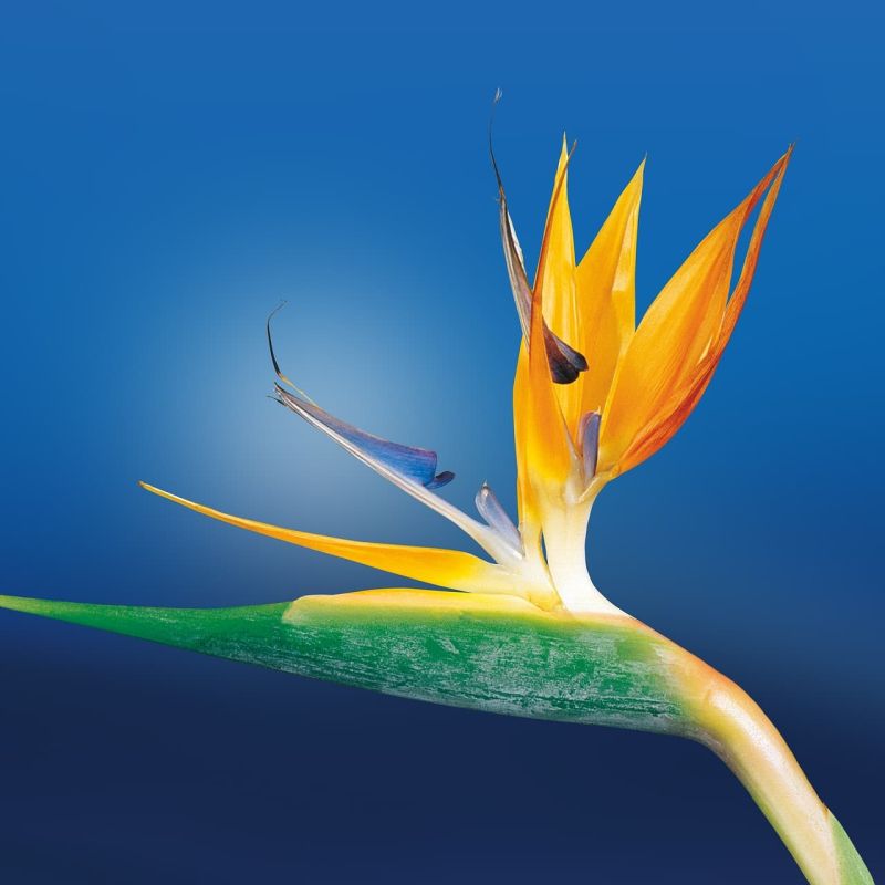 Bird of paradise flower against a deep blue background
