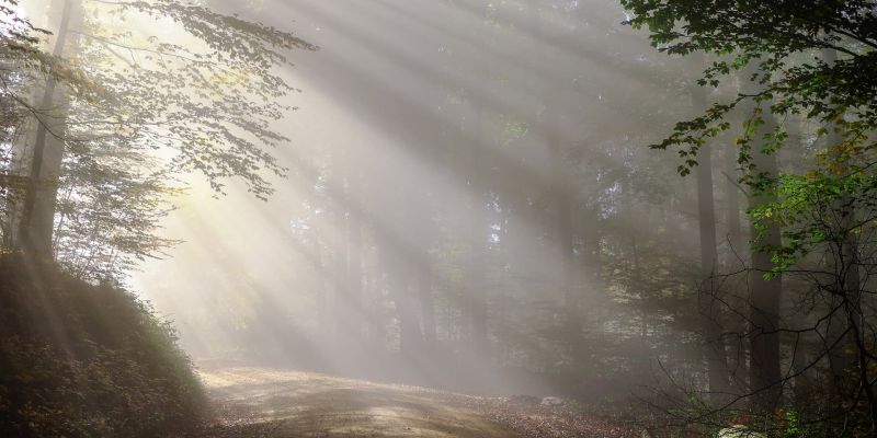 Sunbeams streaming through a misty forest onto a leaf-strewn path