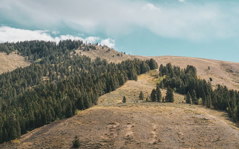 Rolling sagebrush hills dotted with pine trees under a partly cloudy sky