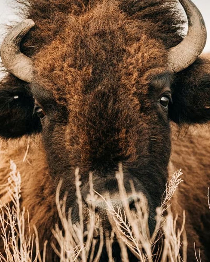 Close-up portrait of an American bison's face behind dry prairie grass