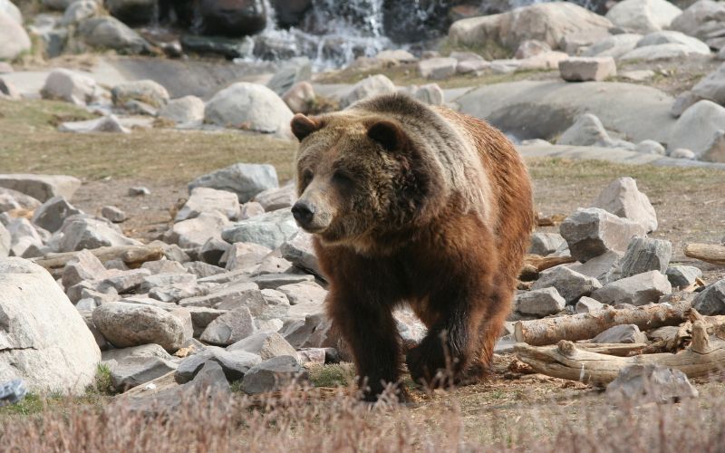 See grizzlies and more at Yellowstone National Park