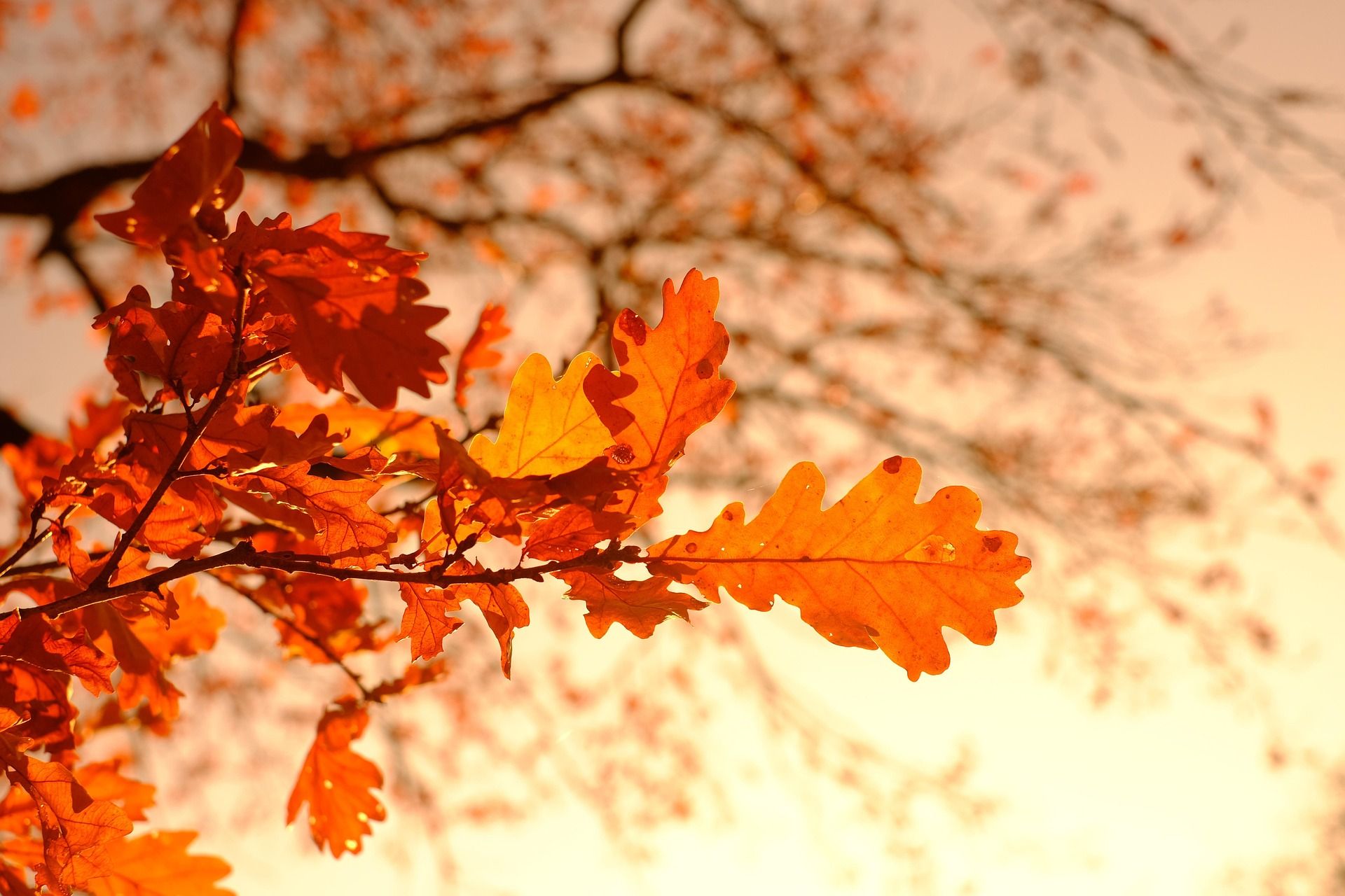 The Best Spots in Park City to See Fall Leaves Changing Featured Image