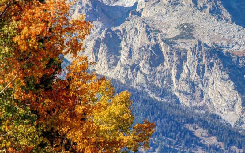 Grand Teton peak rising above golden autumn aspen trees in Jackson Hole, Wyoming