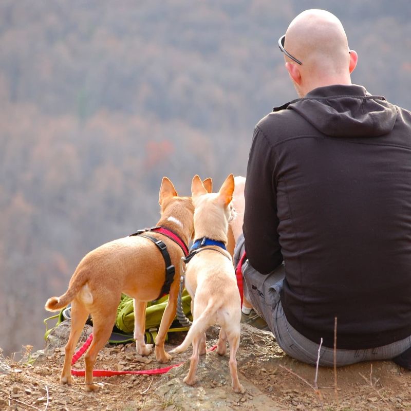 Hiker and two dogs resting on a cliff overlooking autumn hills